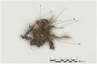 藏品(日本曲尾苔)的圖片